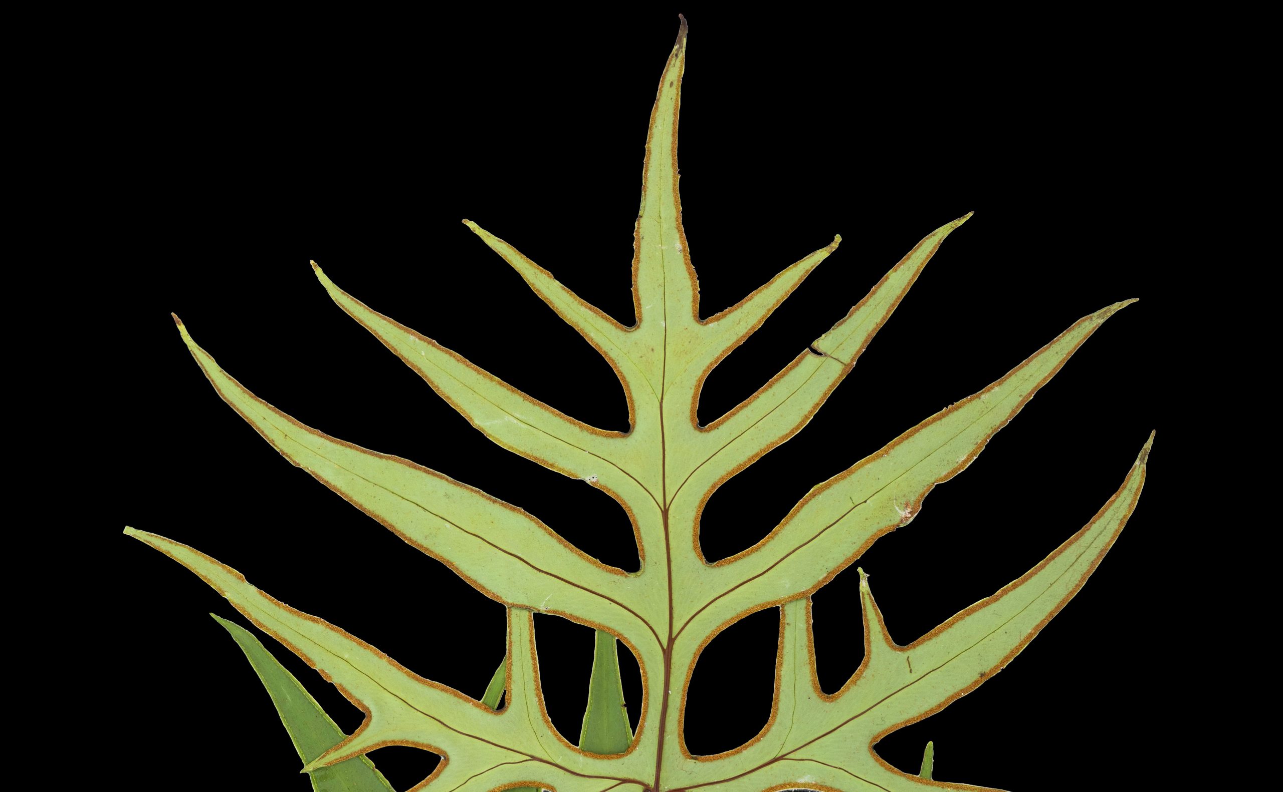 NYBG Science Banner